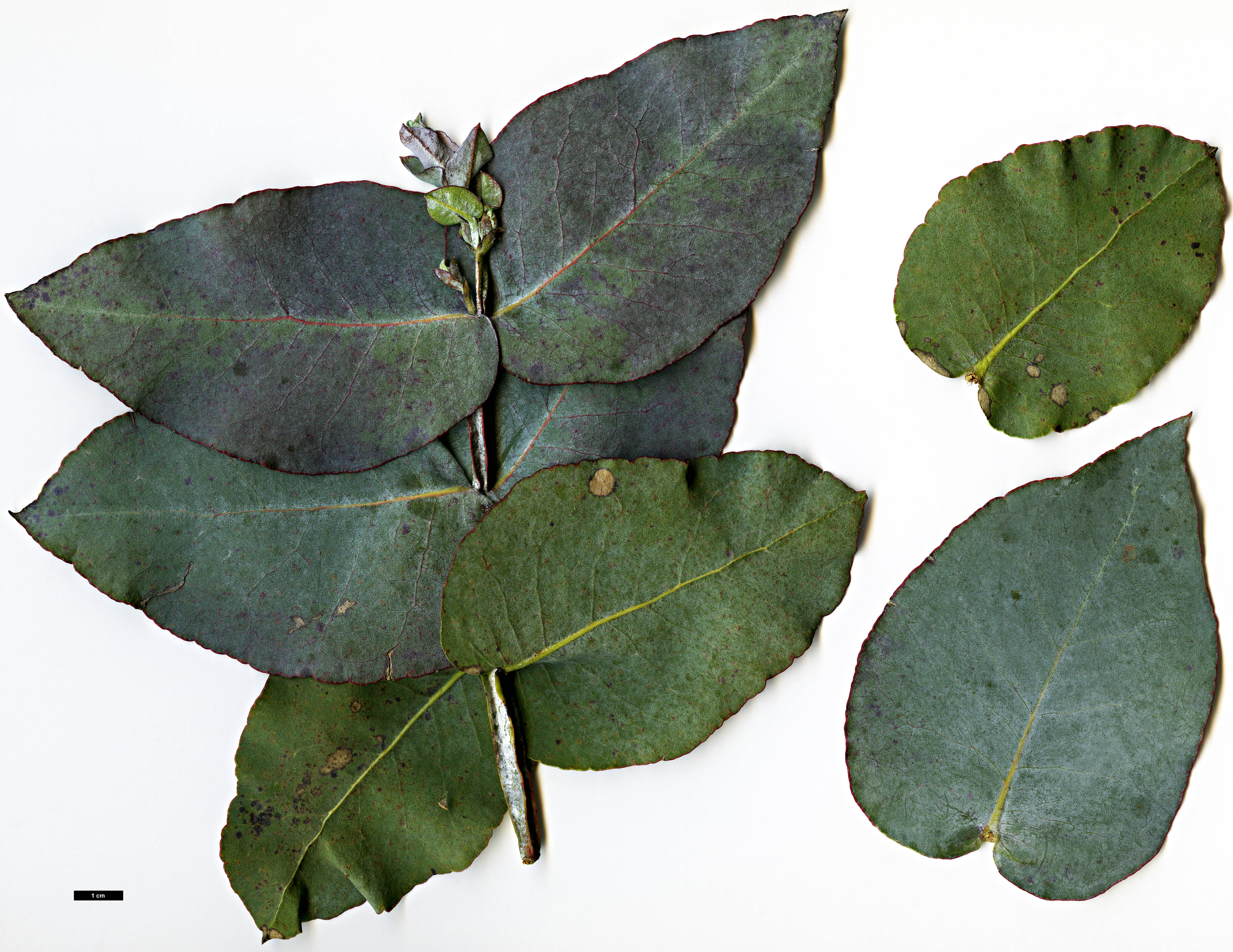 High resolution image: Family: Myrtaceae - Genus: Eucalyptus - Taxon: cordata - SpeciesSub: subsp. quadrangulosa